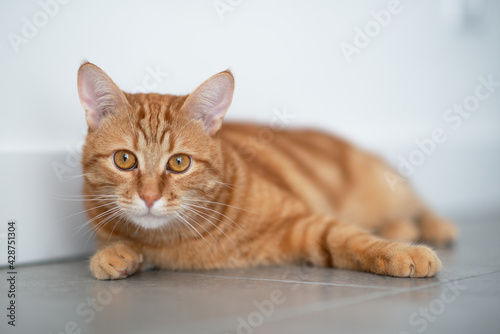 Photo Cute funny red tabby cat at home. Adorable young pet.