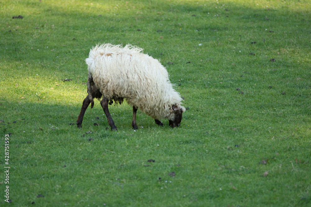 Obraz premium sheeps grazing in a meadow