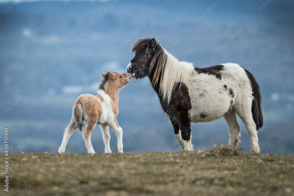 Dartmoor Ponies Dartmoor Ponies