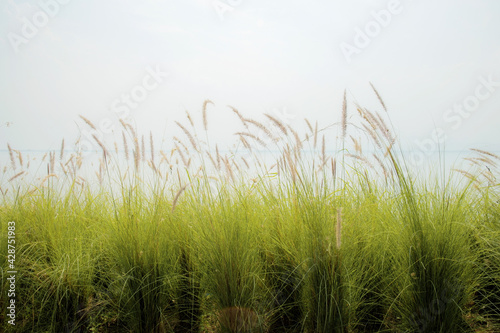 Grass in field with sunlight.