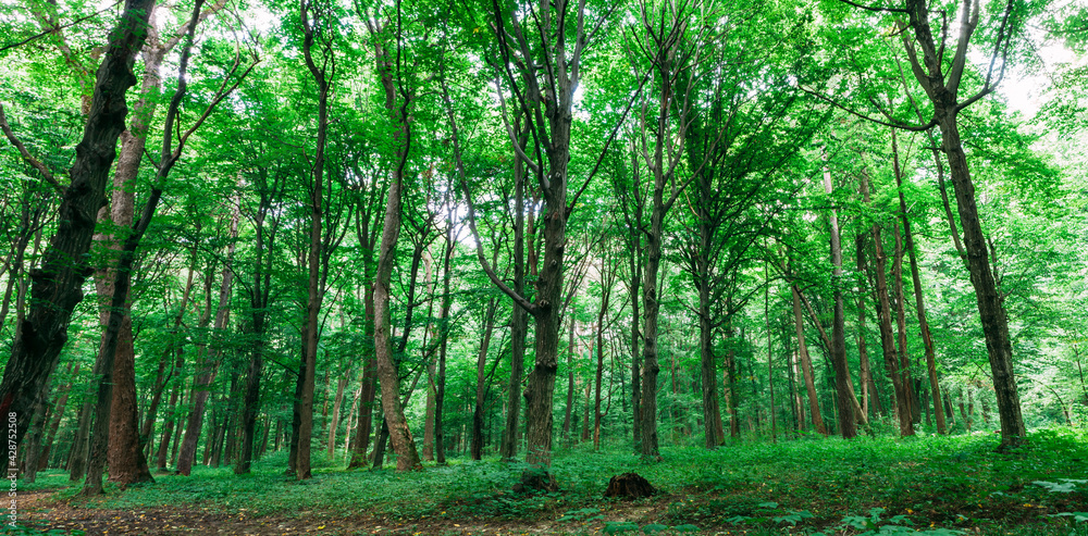 spring forest trees. nature green wood sunlight backgrounds. spring forest trees. nature green wood sunlight backgrounds.