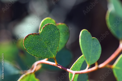 Heart shaped leaves of the Heart-Leaf Mallee, Eucalyptus websteriana, family Myrtaceae. Endemic to Western Australia. Also known as Websters Mallee.
