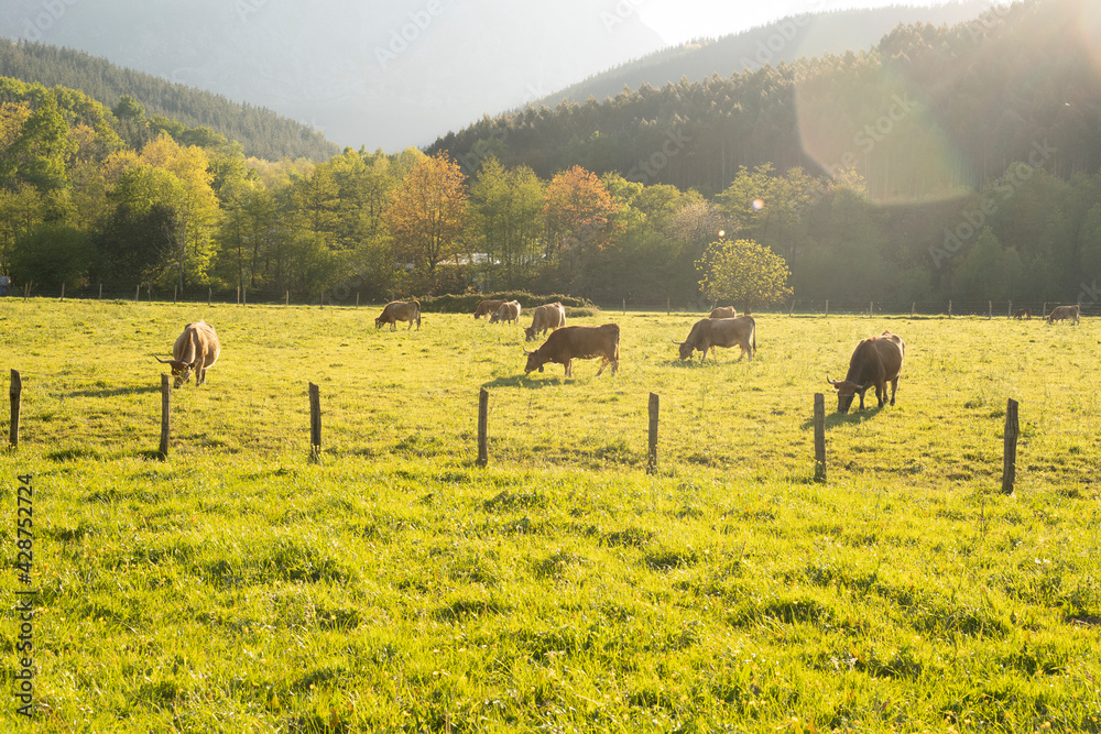 Obraz premium cows grazing in the countryside
