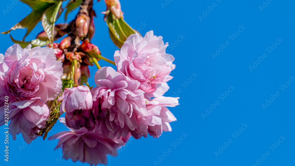 Pink blossom in bloom on a tree against a blue sky Pink blossom in bloom on a tree against a blue sky