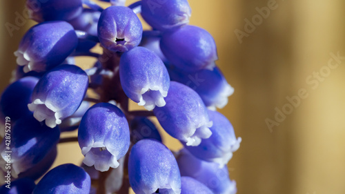 Close up of a purple hyacinth