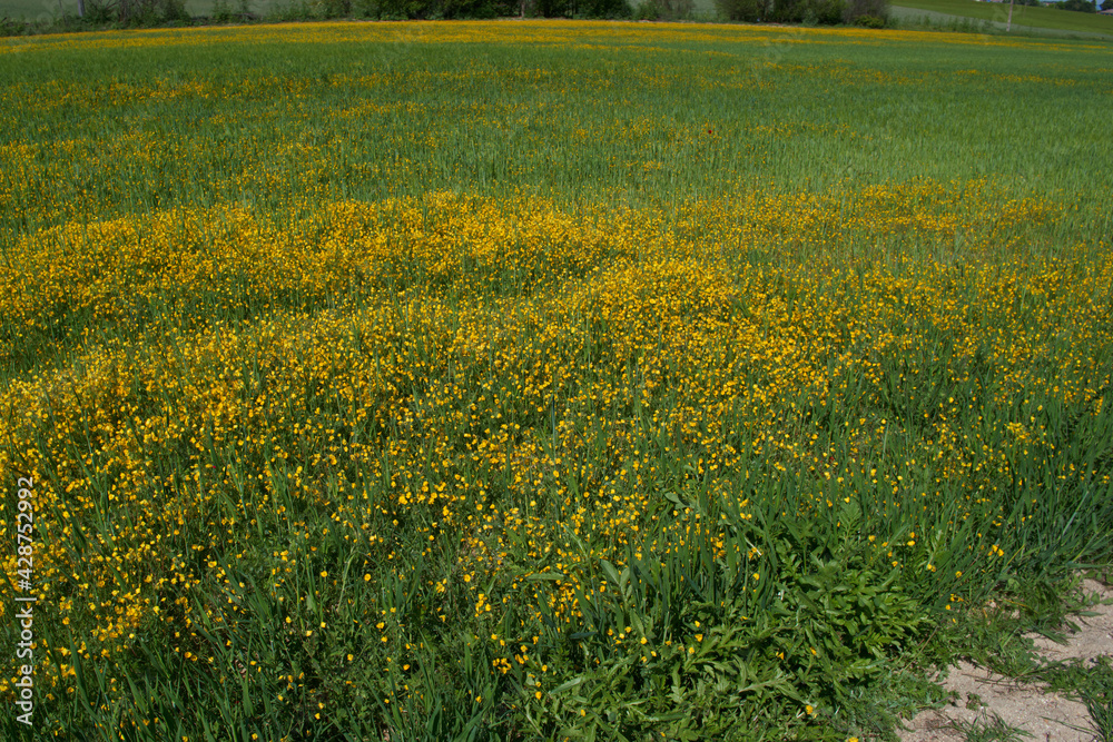 Obraz premium kwiaty rośliny flora zieleń wiosna natura