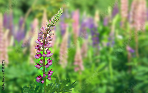 Wild flowers pink and violet lupin   Lupinus albus   blooming in sun light in summer on meadow