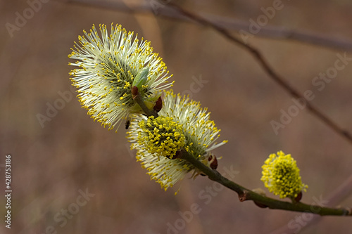 fluffy buds of a budding plant in spring