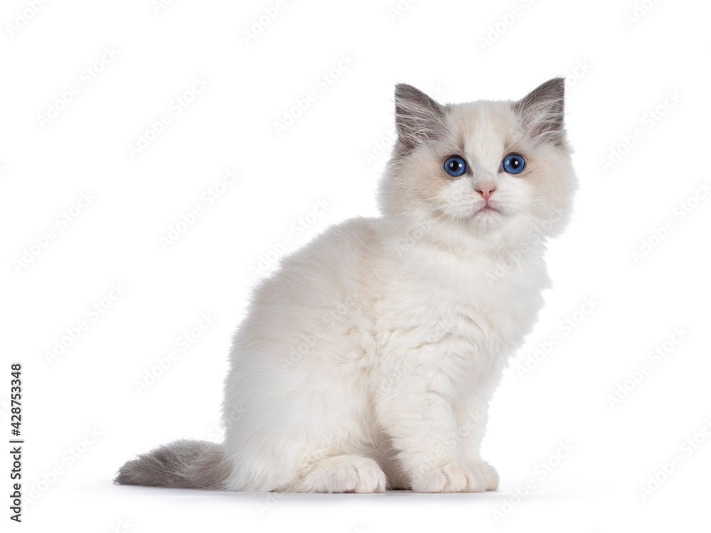 Cute blue bicolor Ragdoll cat kitte, sitting side ways. Looking towards camera with blue eyes. Isolated on a white background.