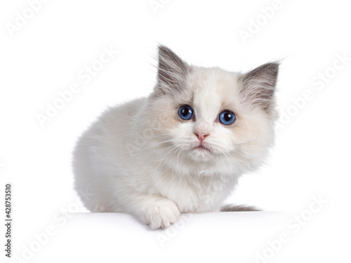 Cute blue bicolor Ragdoll cat kitte, laying down on edge. Looking towards camera with blue eyes. Isolated on a white background.