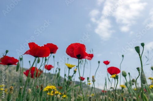 Bright red poppies on spring meadow. Spring floral background. Selective focus.