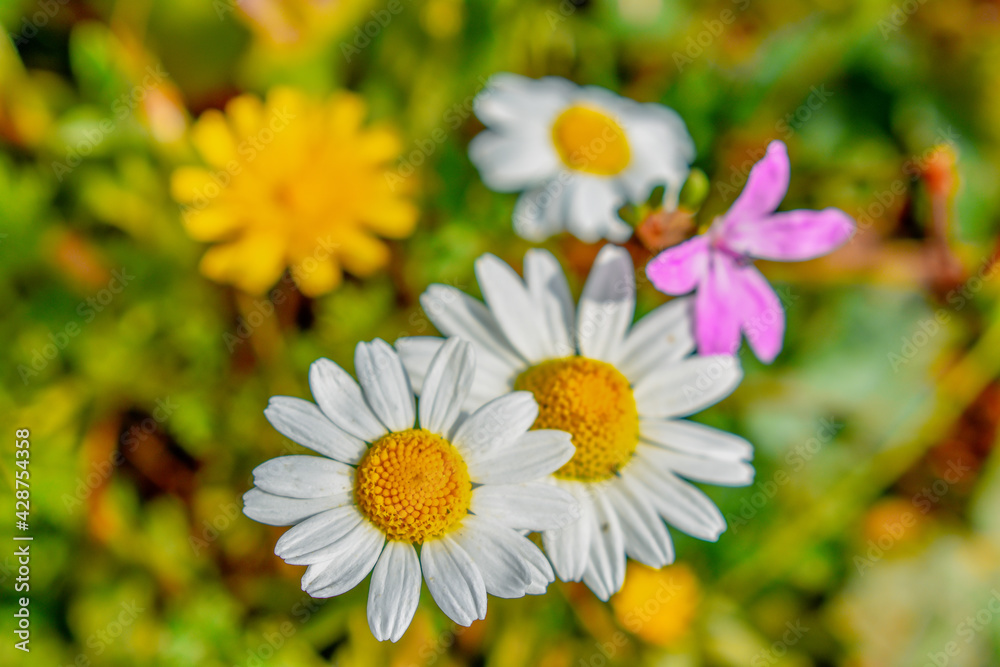 Obraz premium Marguerite daisy