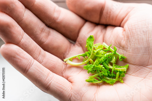 Fotografie Open palm with micro greens
