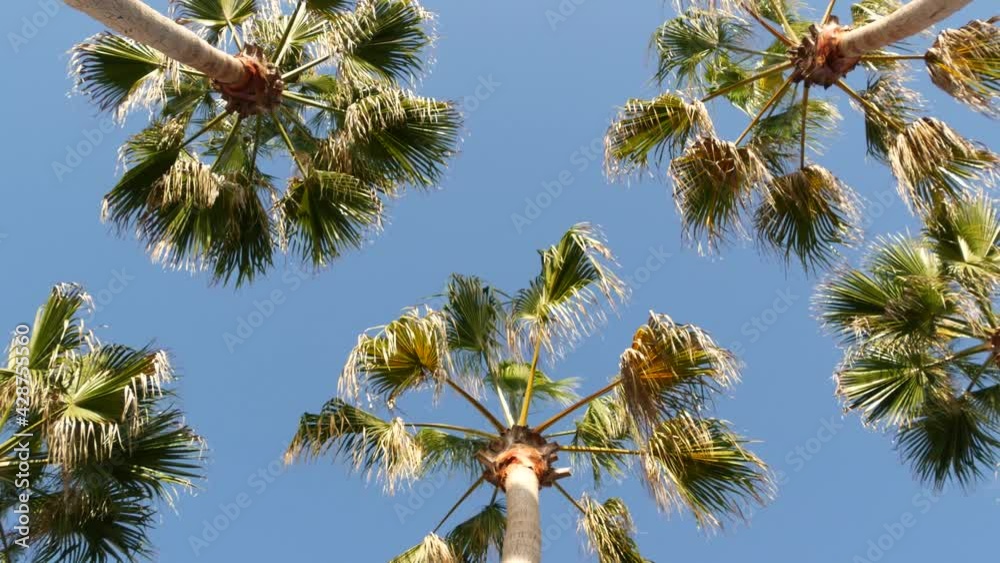 Palms in Los Angeles, California, USA. Summertime aesthetic of Santa Monica and Venice Beach on Pacific ocean. Clear blue sky and iconic palm trees. Atmosphere of Beverly Hills in Hollywood. LA vibes. Palms in Los Angeles, California, USA. Summertime aesthetic of Santa Monica and Venice Beach on Pacific ocean. Clear blue sky and iconic palm trees. Atmosphere of Beverly Hills in Hollywood. LA vibes.