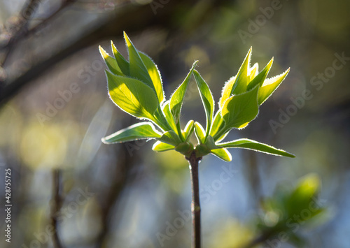 green spring leaves in sunshine