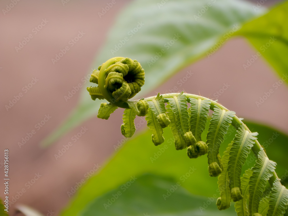 Fototapeta premium fiddleheads fern with isolated Background