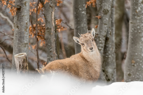 Wallpaper Mural Fine art portrait of isolated Ibex in the autumn season (Capra ibex) Torontodigital.ca