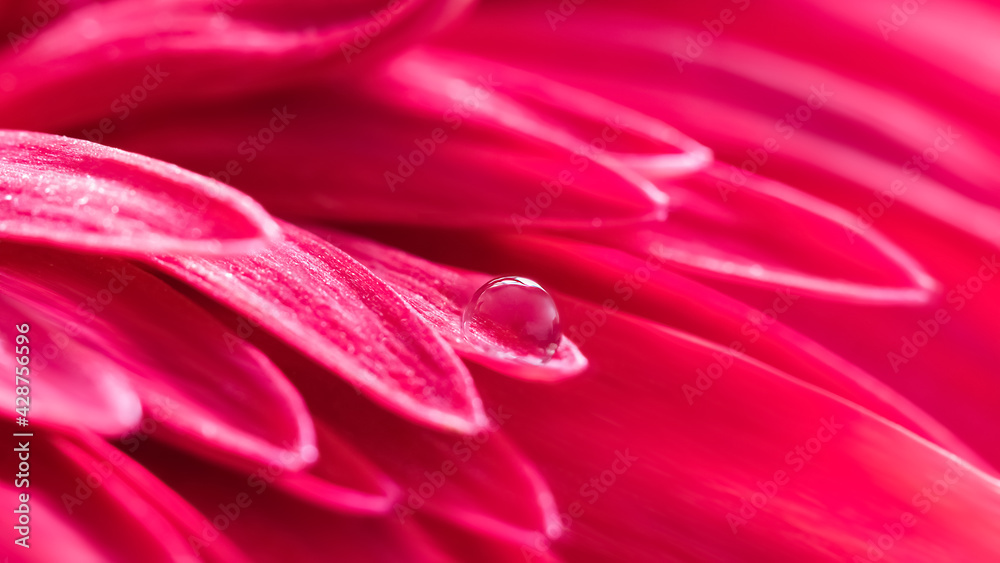 Floral summer macro background. Drop of clear water and purple petals of a beautiful gerbera. Selective focus. Floral summer macro background. Drop of clear water and purple petals of a beautiful gerbera. Selective focus.
