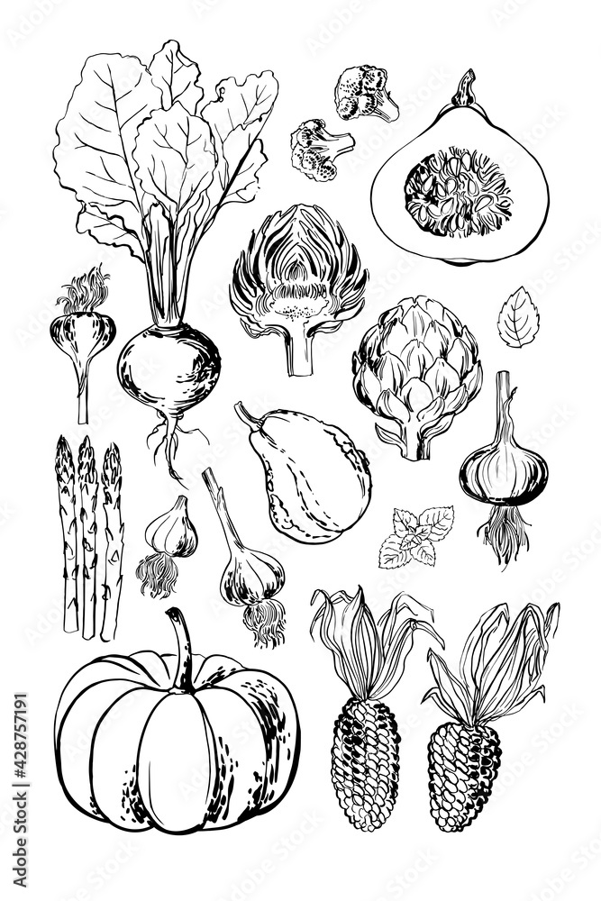 Roaster food vegetables pumpkin beets artichoke greens and herbs by line and watercolor. Orange pumpkin