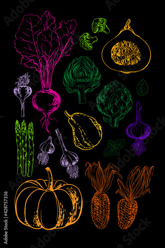 Poster food vegetables pumpkin beets artichoke greens and herbs by line and watercolor. Orange pumpkin