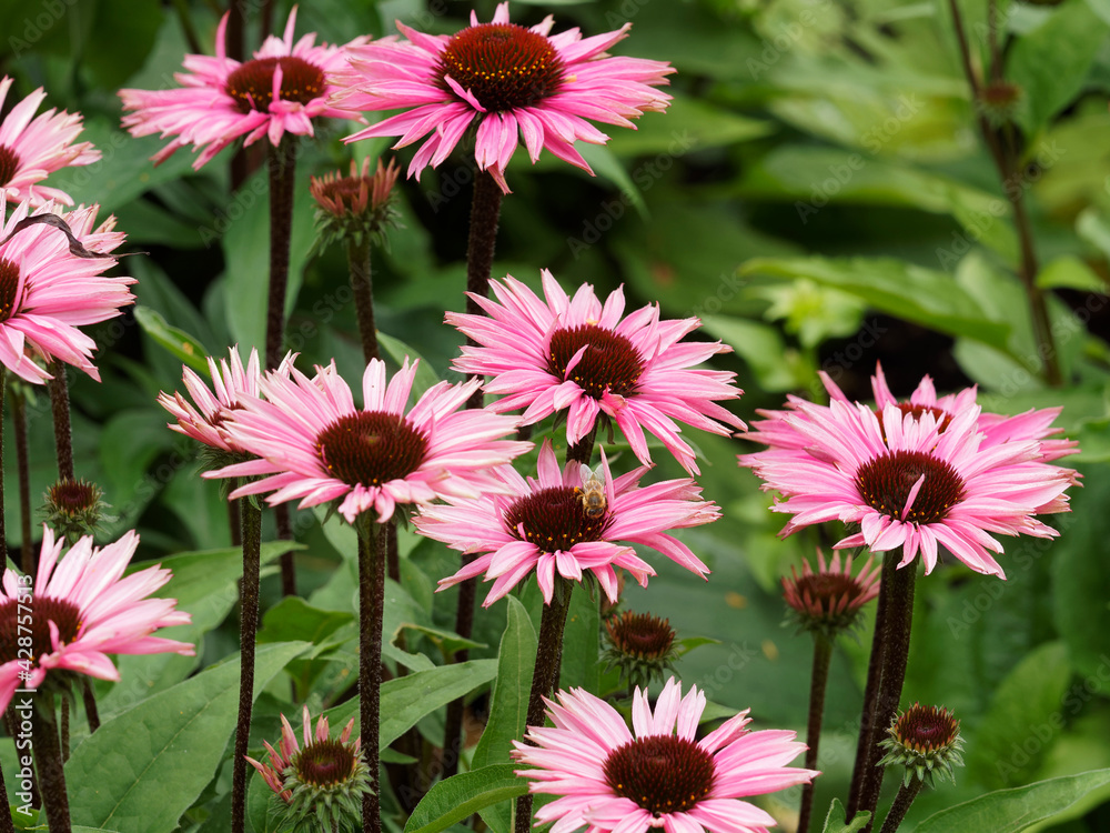 Fototapeta premium Attractive flowers of Echinacea or rudbeckia purpurea. Purple coneflowers on smooth stems with domed, purplish-brown, spiny centers surrounded by radiant pink to purple petals