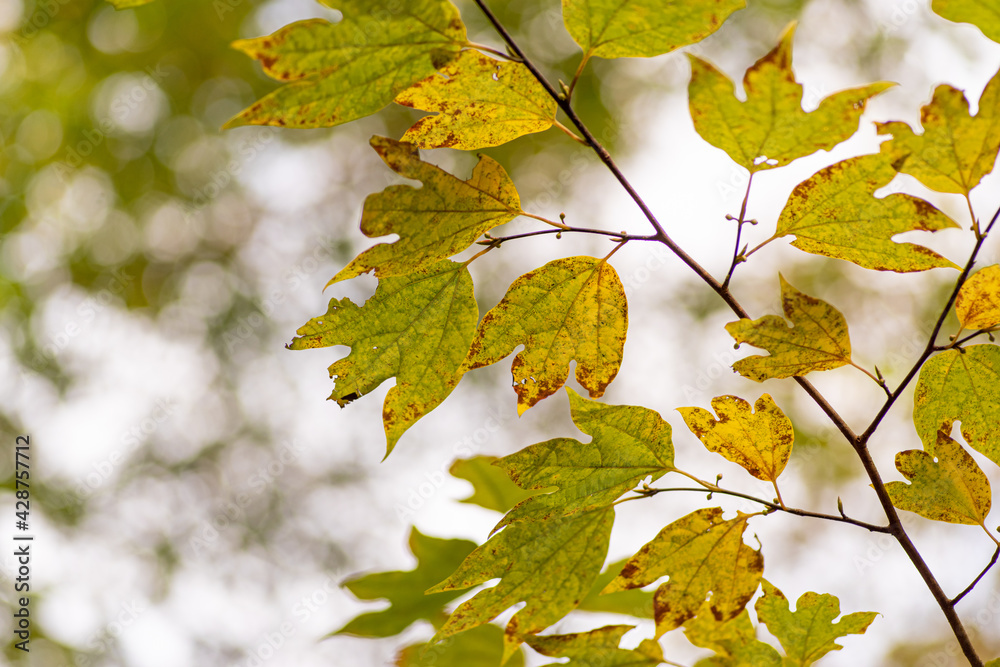 Fototapeta premium 色付く葉