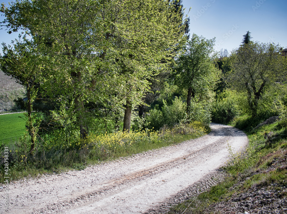 Obraz premium Carretera de tierra en curva a la izquierda y descendiendo entre árboles verdes