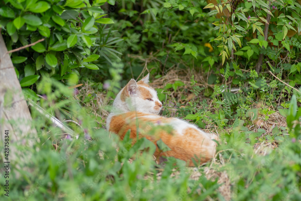 Fototapeta premium 緑の中の猫 茶白猫