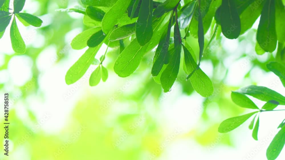 4K Close up raining over the tree. Close up raining over leaves on day time. Light rainfall over little tree. Green nature concept. 4K Close up raining over the tree. Close up raining over leaves on day time. Light rainfall over little tree. Green nature concept.