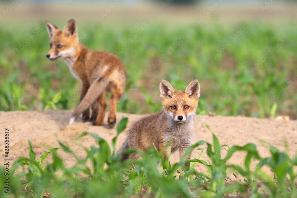 Two baby European red foxes in the spring corn field Two baby European red foxes in the spring corn field
