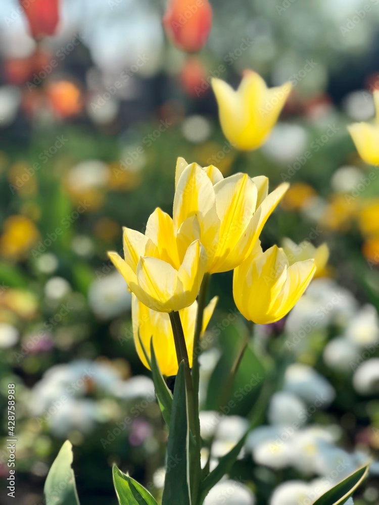 Fototapeta premium Beautiful yellow tulips garden blossoming during spring