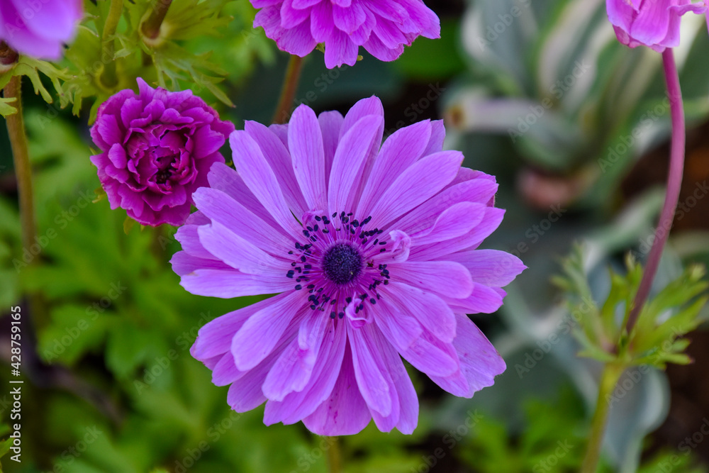 Obraz premium purple aster