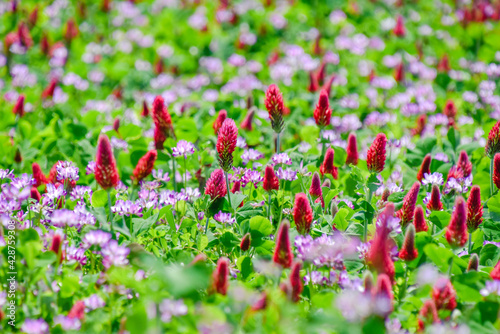 strawberry candles in the paddy field