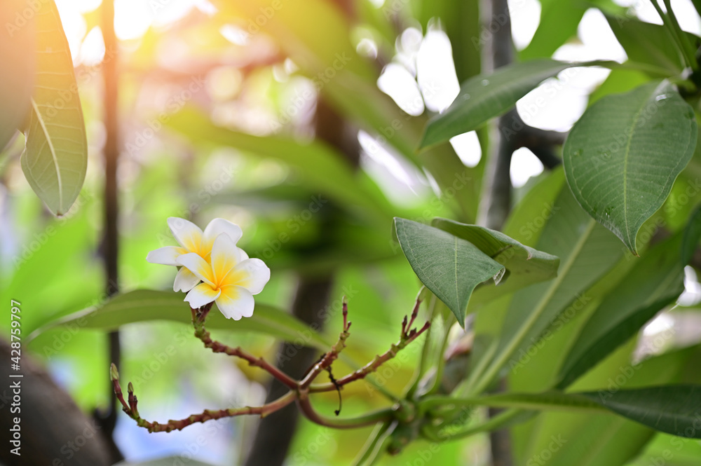Group of white flowers (Adenium flower, Frangipani, Plumeria) with natural background in the garden at Thailand. Group of white flowers (Adenium flower, Frangipani, Plumeria) with natural background in the garden at Thailand.