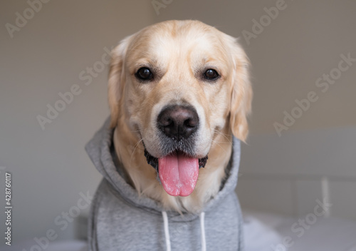 dog in a gray sweatshirt with a hood. Golden Retriever in clothes sitting on the bed