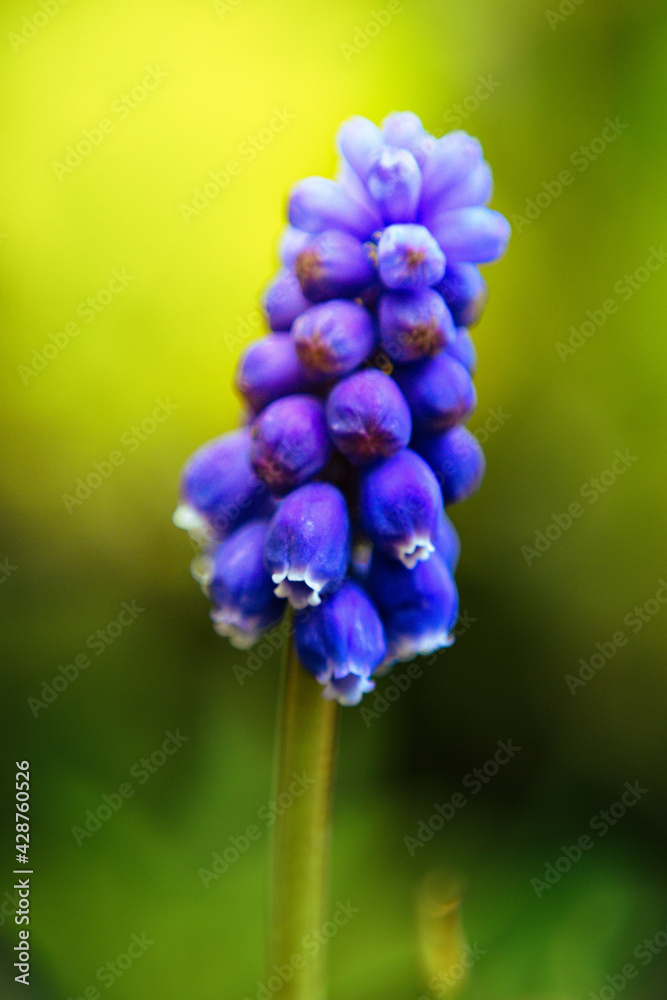 close up of blue flower close up of blue flower