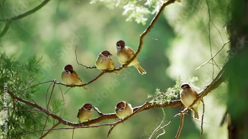  6 cute birds perching on a tree, blurred green background