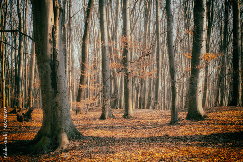 Lane Running Through Deciduous Forest At Dawn Or Sunrise.
