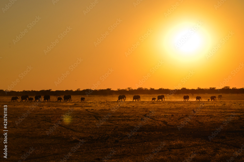 Elephant family in a row sunset