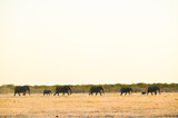 wild african elephants walking in a row