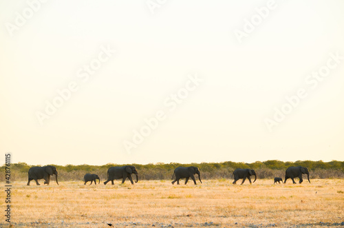 wild african elephants walking in a row