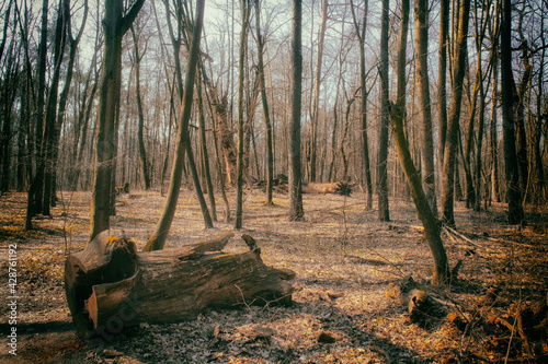 Lane Running Through Deciduous Forest At Dawn Or Sunrise.