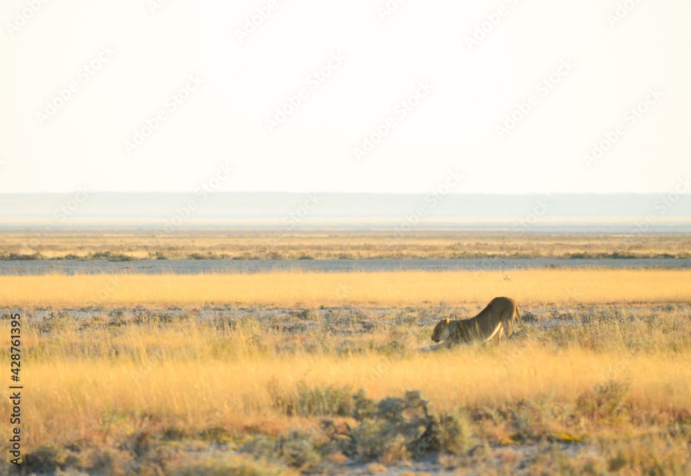 Obraz premium A lioness stretching