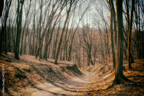 Lane Running Through Deciduous Forest At Dawn Or Sunrise.