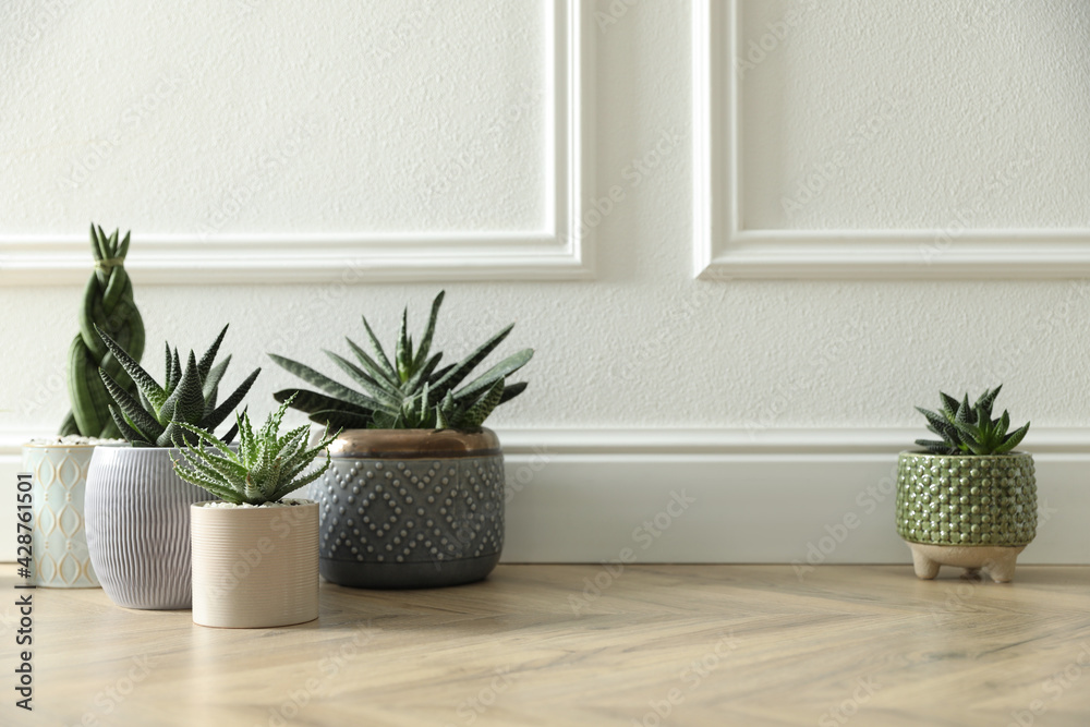 Different potted plants on floor near white wall, space for text. Floral house decor Different potted plants on floor near white wall, space for text. Floral house decor