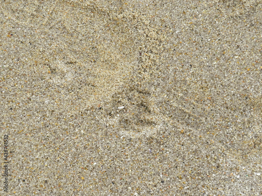 dog marks on the sand dog marks on the sand
