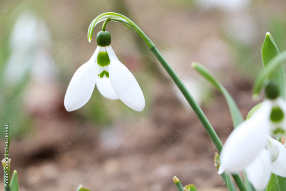 Beautiful snowdrops blooming in field. First spring flowers Beautiful snowdrops blooming in field. First spring flowers