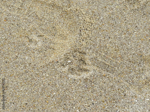 dog marks on the sand