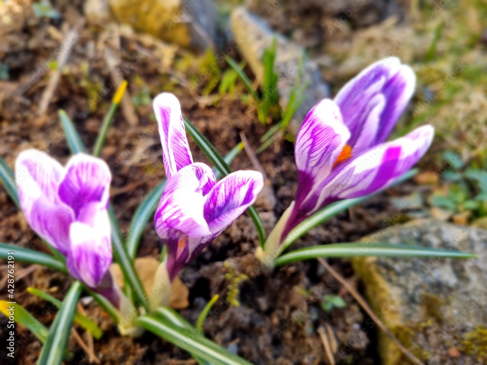 blooming purple and white Crocus in spring blooming purple and white Crocus in spring