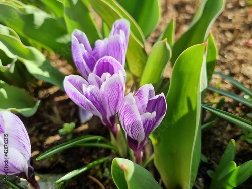 blooming purple and white Crocus in spring